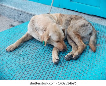 Stray Dog With Clip Tag On The Ear Sleeps Lying On The Blue Metal Surface. Sterilization, Rabies Solution