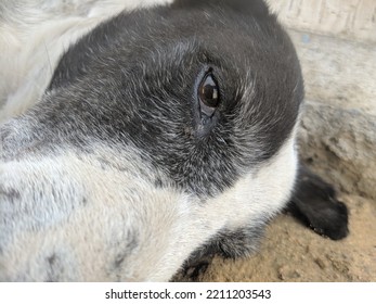 Stray Dog Close Up Of Eye,macro