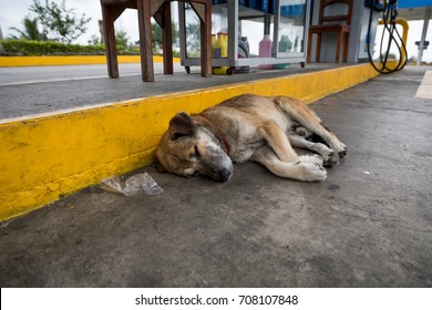 A stray dog in the coastal region of Ecuador