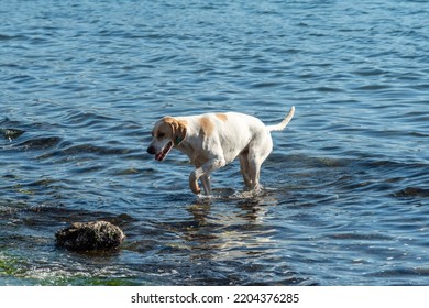 Stray Dog Cooling Down In The Mediterranean Waters In Turkey.