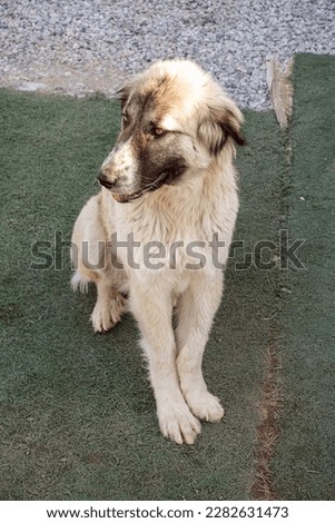 stray stray dog with a crippled leg, crippled dog,
