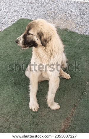 stray stray dog with a crippled leg, crippled dog,