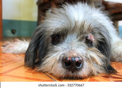 what are the symptoms of mange in dogs