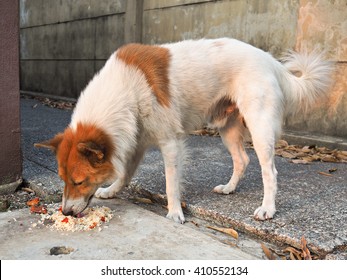 Stray Dog Eating Food Scraps