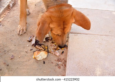 Stray Dog Eating Leftlovers Food At The Street 