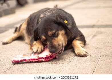 Stray Dog Eating A Meat.