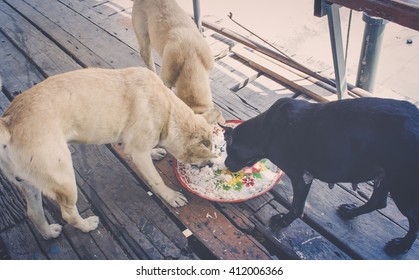 Stray Dog Eating In The Old Tray