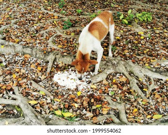 Stray Dog Eating At Outdoor Place.