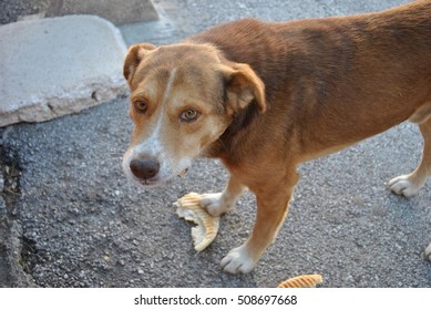 Stray Dog Eating A Piece Of Bread On The Street.