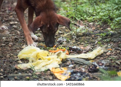 Stray Dog Eating The Scraps From The Garbage Dump.