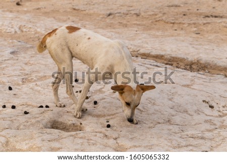  A stray dog eats camel dung. The animal's plight.