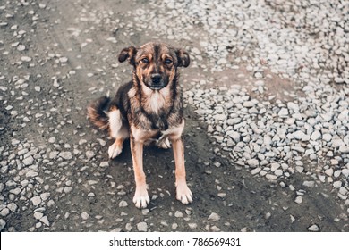 a stray dog with faithful eyes. The problem of homeless animals in Russia.