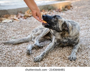 Stray Dog Of Gray And White Color Lies On Ground And Takes Food From Hands Of Person. Woman Feeds Stray Dog With Her Hand