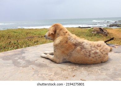 Stray Dog Having Skin Disease Or Hair Loss.