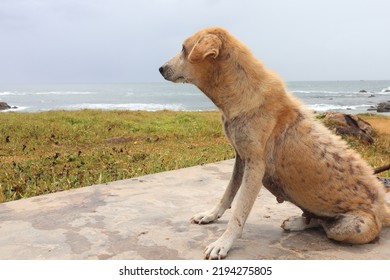 Stray Dog Having Skin Disease Or Hair Loss.