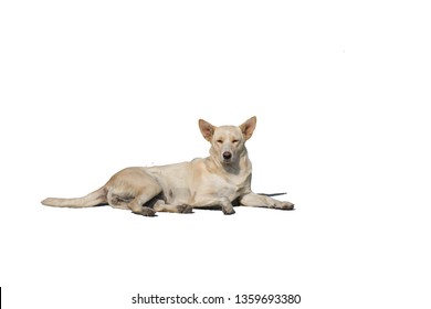 Stray Dog Isolated White Background