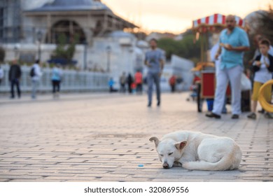 Stray Dog In Istanbul, Turkey