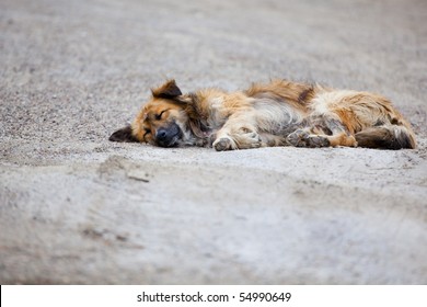 Stray dog laying on the pavement of the street.