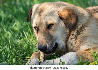 A Stray Dog Lies On The Grass And Gnaws On A Bone With A Cunning And Aggressive Look. The Problem Of Mongrels Climbing Garbage Cans In Search Of Food.