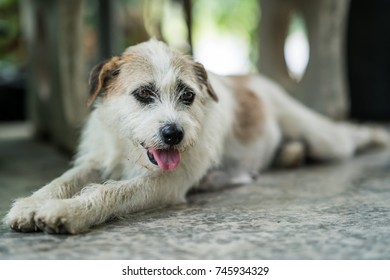 Stray dog lying down