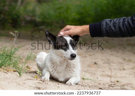 Stray dog and man.Hand of man caress little cute dog from shelter in belt posing outside in sunny park, smiling, adoption concept.