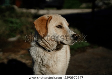 A stray dog. The mutt is not looking at the camera. Portrait of a dog. A photo of a beige stray animal. The dog's muzzle in profile. The dog with the brown ear