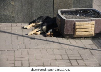 Stray Dog ​​sleeping On The Asphalt In The Shade