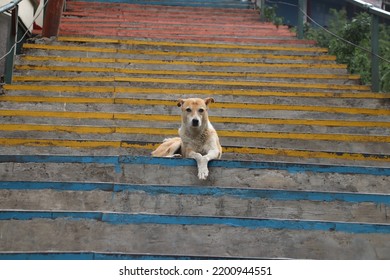 Stray Dog On Colorful Stairs In India