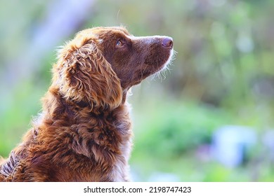 Stray Dog On The Street, Chipping, Sterilization Animal Shelter, Portrait Of Mongrel Dog