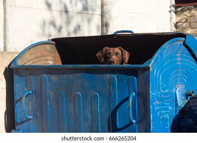 Homeless Dog Peeking Out Garbage Can Stock Photo Edit Now 666265210   Stray Dog Out Trash Can 260nw 666265204 