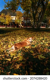 Stray dog posing for a photo on the colorful autumn carpet in Palic, Serbia - Shutterstock ID 2074288420