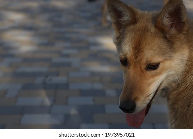 Stray Dog ​​resting In The Shade