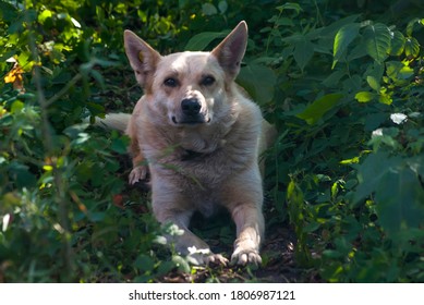 A Stray Dog ​​lying In The Shade Of Trees