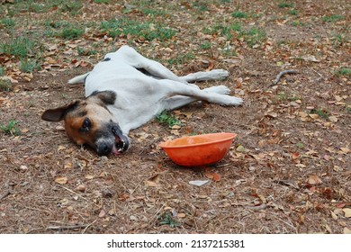 Stray Dog ​​lying Sick On The Ground On The Side Of The Road Pathetic