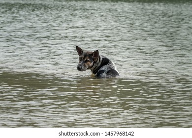 A stray dog sits alone in the flood abandoned. Hurricane.