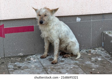 Stray Dog Sits With His Eyes Closed, Froze From Cold. Her Paws And White Fur Are Wet And Muddy. Dog Is Trying To Dry Off And Keep Warm Outside In Winter. Stray Dogs, Shelter For Homeless Animals