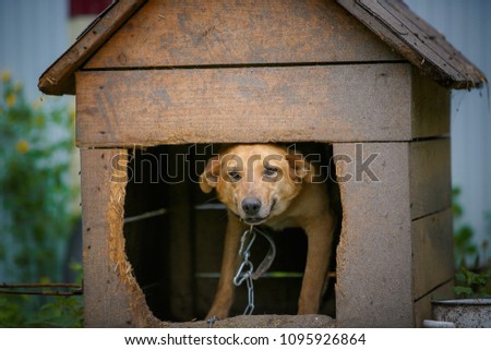 A stray dog sits on a chain in a shelter. The concept of homeless animals. Animal shelter. Vaccination against rabies.