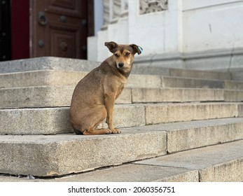 Pooches Images, Stock Photos & Vectors | Shutterstock