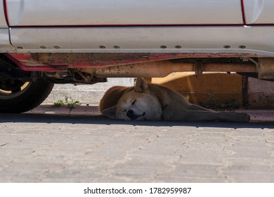 213 Sleeping under vehicle Images, Stock Photos & Vectors | Shutterstock