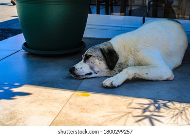 Stray Dog Sleeping In The Shade