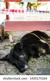 Stray Dog Sleeping In The Shade Beneath A Danger Sign