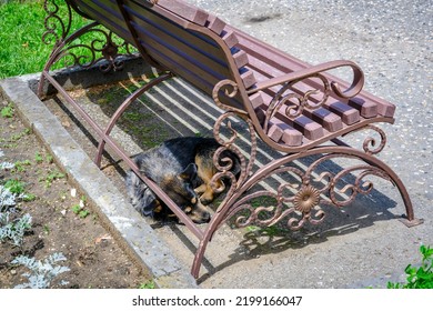 A Stray Dog Sleeps In The Shade Under A Park Bench