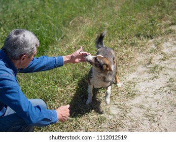 A Stray Dog Sniffs A Man's Hand