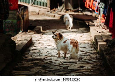 Stray Dog Stood Stationary Looking Back Towards The Camera In A Small Cobbled Street In The Mountain Village Of Sapa, Northern Vietnam