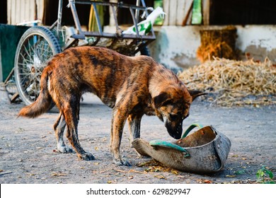 Stray Dog, Street Dog