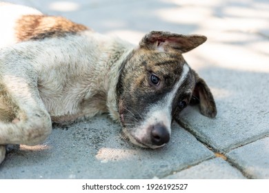 A Stray Dog That Is Messy.  A Dog That Is Sloppy And Shaggy 