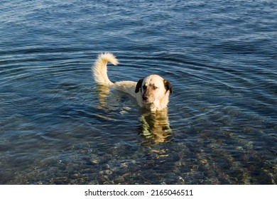 A Stray Dog Trying To Cool Off In The Blue Sea In Summer