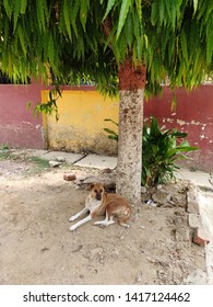 Stray Dog Under The Shade Of A Tree