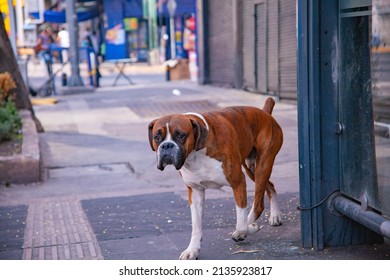 Stray dog walking alone down a quiet street in the middle of Mexico City