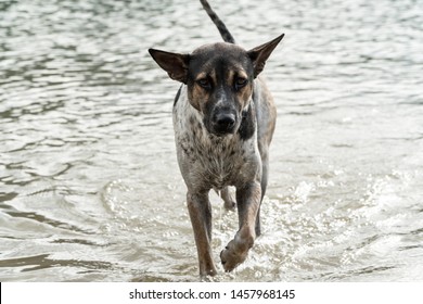 A Stray Dog Walking Alone In The Flood Abandoned.